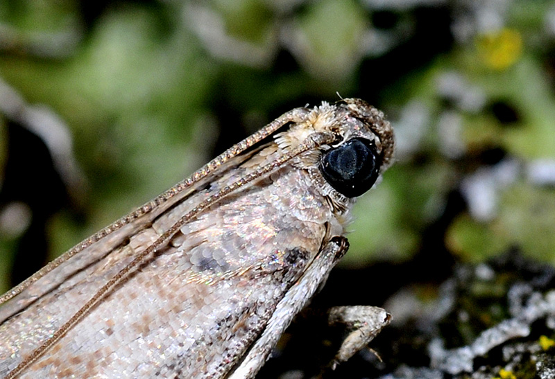 Pyralidae - Acrobasis fallouella (cfr)